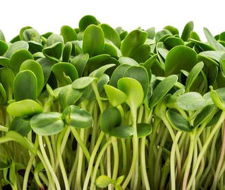 Slunečnice Slunečnice