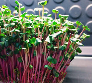 Ředvička červená Ředvička červená