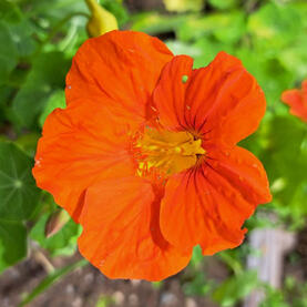 Jedlé květy Jedlé květy