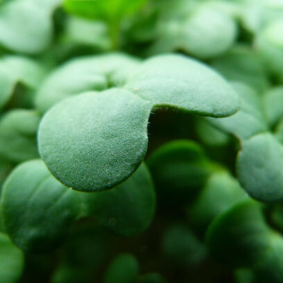 microgreens green be-leaf be leaf vyhonky roznov rožnov ozdoba redkvicka ředkvička red sango china rose